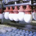 Uno de los grandes jugadores del negocio del huevo realiza una fuerte jugada para exportar más