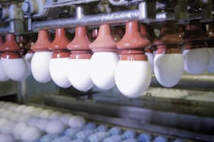 Uno de los grandes jugadores del negocio del huevo realiza una fuerte jugada para exportar más