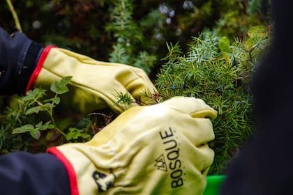 La firma Bosque utiliza enebro salvaje de la Patagonia argentina para elaborar su producto, galardonado en Inglaterra