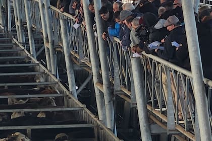 La firma Brandemann Consignataria SRL concretó en Cañuelas una subasta especial por su 50º aniversario