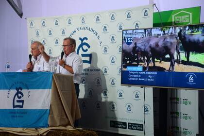La firma consignataria Campos y Ganados tuvo su remate ayer con 11.000 cabezas