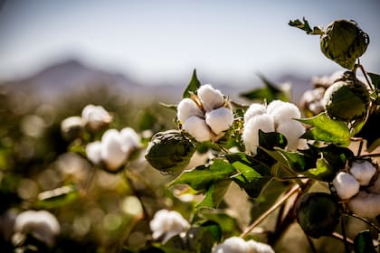 La firma es la participante número uno en la industria desmontadora de algodón nacional y una de las principales exportadoras de fibra de algodón