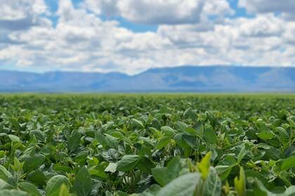 La firma obtuvo la aprobación en Brasil para una nueva generación de bioinsecticidas