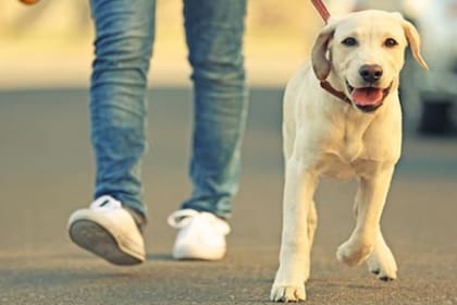 Un estudio de abogados londinense busca contratar a alguien para hacer trámites y pasear al perro del director por las calles de la ciudad