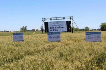 La firma prevé sembrar hasta 12.000 hectáreas con el trigo tolerante a sequía bajo contratos de multiplicación en esquemas regulados