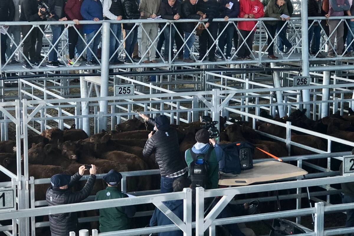 La firma Sáenz Valiente, Bullrich y Cía. SA concretó su tradicional remate de la raza Angus en Cañuelas