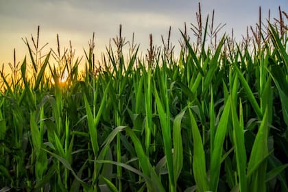 La firma se convertirá en dos empresas, donde una comprenda su actual negocio de protección de cultivos (“New Corteva”) y la otra que comprenda su actual negocio de semillas (“SpinCo”)