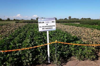 La firma tiene reservada para este año la siembra de 20.000 hectáreas con la tecnología