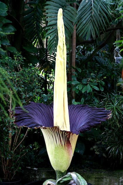 La Flor Cadáver, una extraña atracción que causa sorpresa cada vez que florece (Florcadaver/Archivo)