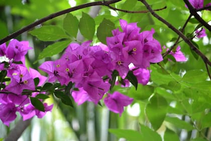 La flor de Bugambilia