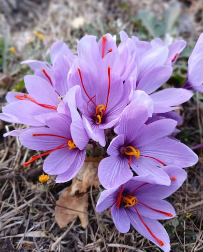 La flor de azafrán con su característico color lila y los estambres de rojo brillante. Aunque también tiene estambres amarillos, ellos no se utilizan en gastronomía
