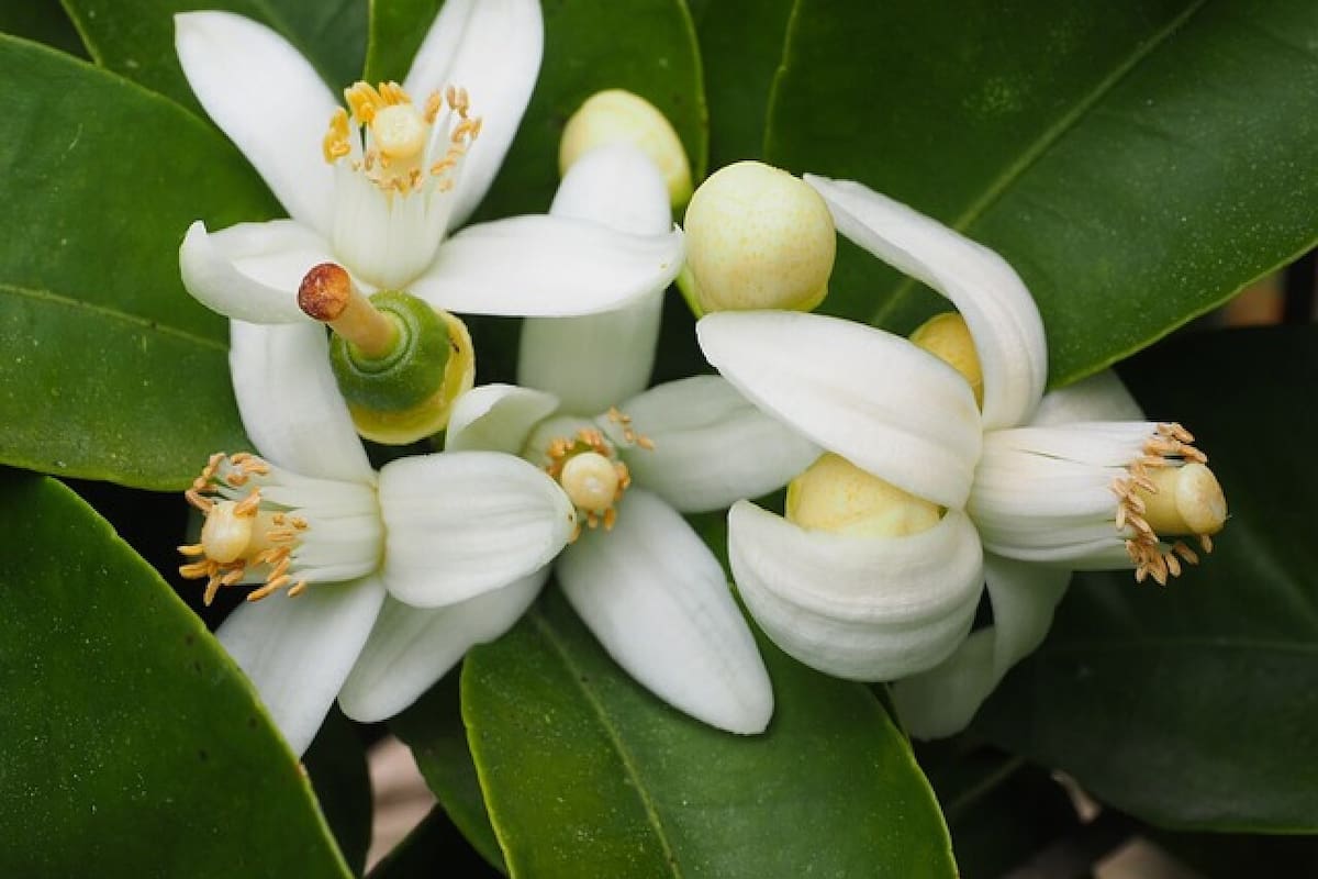 La flor de azahar tiene múltiples propiedades que se pueden aprovechar