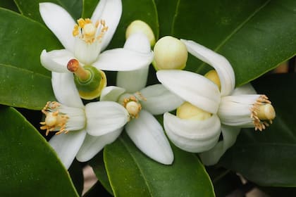 La flor de azahar tiene múltiples propiedades que se pueden aprovechar