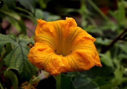 La flor de calabaza cuida tu sistema cardiovascular porque tiene flavonoides