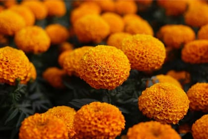 La flor de cempasúchil es un conjunto de muchas flores unidas que se caracterizan por su color amarillo vibrante y su aroma intenso (Agencia Reforma)