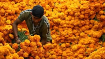 La flor de cempasúchil no puede faltar en los altares de muertos en México
