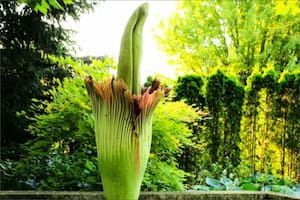 Alice, la flor gigante que huele a muerte y floreció por primera vez en años