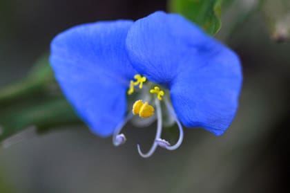 La flor de Commelina erecta tiene tres amarillos y notables estaminodios infértiles.