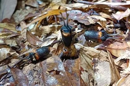 La flor de diablo fue encontrada a una altitud de casi 1000 metros, en un bosque montano perenne estacional