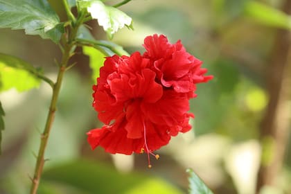 La flor de hibicus se utiliza para hacer infusiones debido a sus múltiple propiedades
