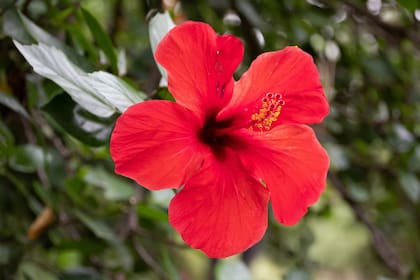 La flor de Jamaica, debido a sus compuestos naturales, ayuda a mejorar la digestión y a eliminar líquidos retenidos en el cuerpo