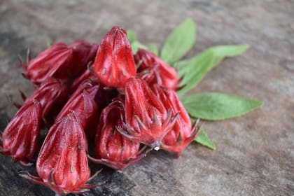 La flor de jamaica tiene muchas propiedades para la salud