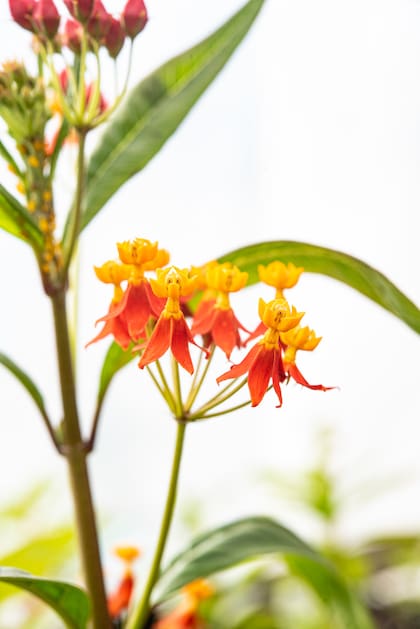 La flor de la asclepia o bandera española proporciona una cantidad importante de néctar concentrado que es vital para las mariposas