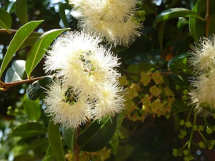La flor de la Syzygium esparce un aroma dulce por los rincones del hogar