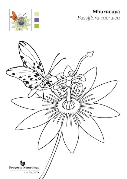 La flor de mburucuyá con una mariposa espejitos posada en sus pétalos