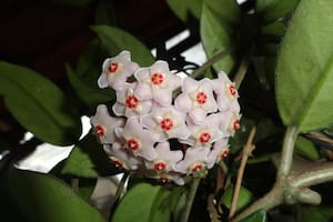 La flor de nácar perfuma la casa (Imagen de carácter ilustrativo: PIXABAY)