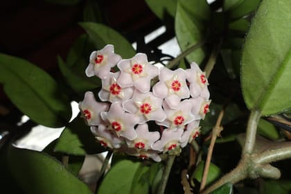 La flor de nácar perfuma la casa (Imagen de carácter ilustrativo: PIXABAY)