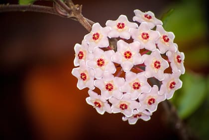 La flor de nácar se destaca también por su belleza (Imagen de carácter ilustrativo: PIXABAY)