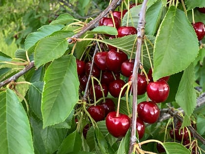 La flor de primavera se transforma en fruto en el verano y se cosecha para venderse como fruta fresca o como producto elaborado: alfajores, licores, dulces, almíbares y bombones