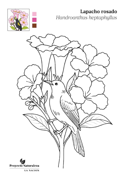 La flor del lapacho rosado y un boyerito (el tamaño del pájaro es ilustrativo)