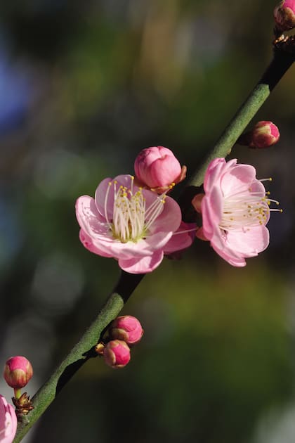 La flor nacional de Taiwán es el Prunus mume, con su deliciosa floración invernal.