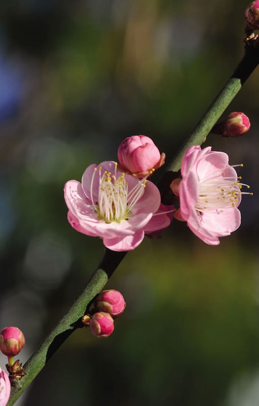 La flor nacional de Taiwán es el Prunus mume, con su deliciosa floración invernal.