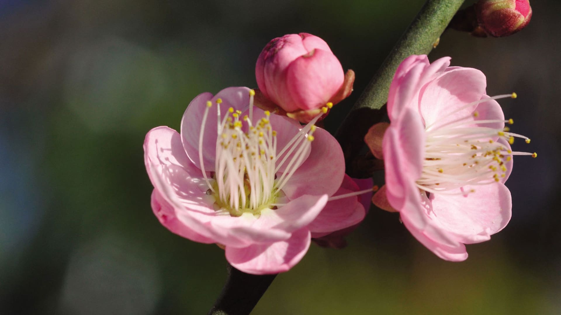 La flor nacional de Taiwán es el Prunus mume, con su deliciosa floración invernal.