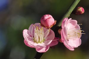 La flor nacional de Taiwán es el Prunus mume, con su deliciosa floración invernal.