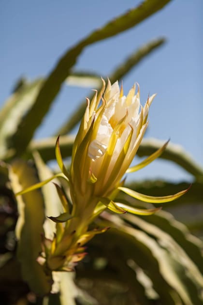 La flor que se convierte en botón frutal y más tarde en fruto.
