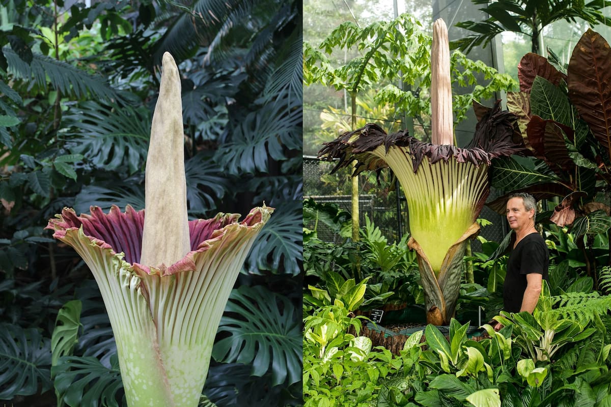 La flor tiene una larga púa de color amarillo que sobresale varios metros del grueso y arrugado pétalo verde con una punta de color rosa violeta (Unsplash/Gabrielle Hensch/David Clode)