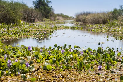 La flora de los esteros es bellísima