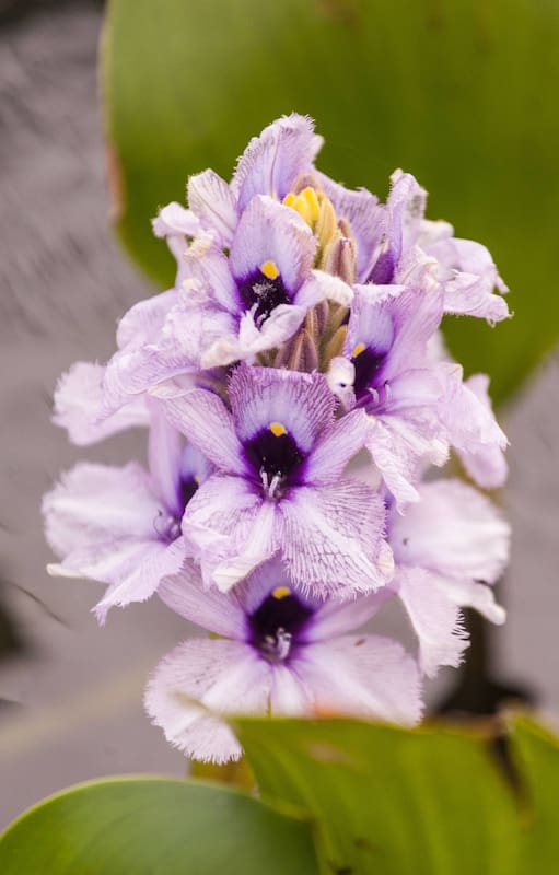 La flora en Iberá es impactante.