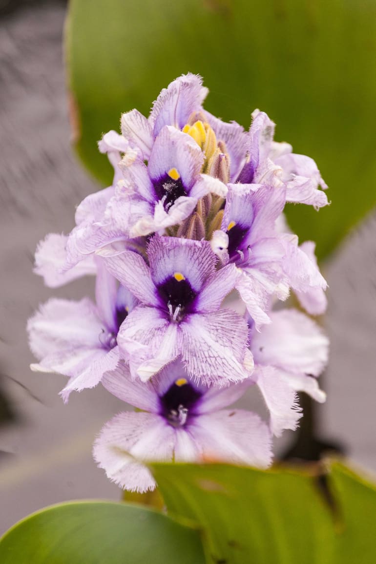 La flora en Iberá es impactante.