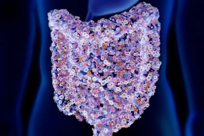 La flora intestinal, compuesta de bacterias, es fundamental para el movimiento de la comida a través del tubo digestivo