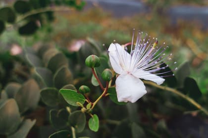 La floración de la alcaparra que se busca evitar, ya que los capullos se consumen cerrados
