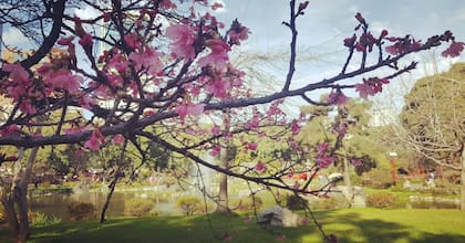 La floración de los sakura