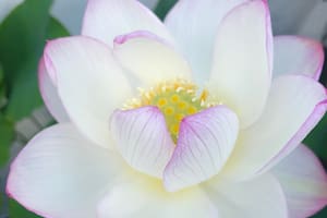 Esta es la flor más instagrameable del mundo y la podés cultivar en tu balcón