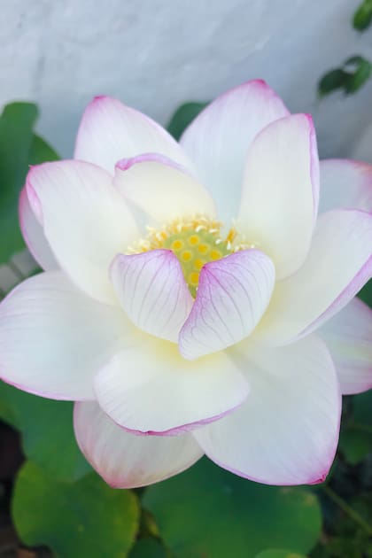 La floración del loto comienza a fin de año y continúa durante todo el verano