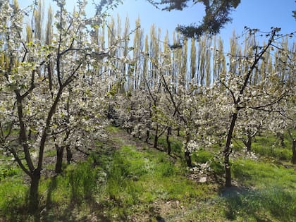 La floración se da en octubre, lo que determina que la variedad sea conocida como cereza tardía