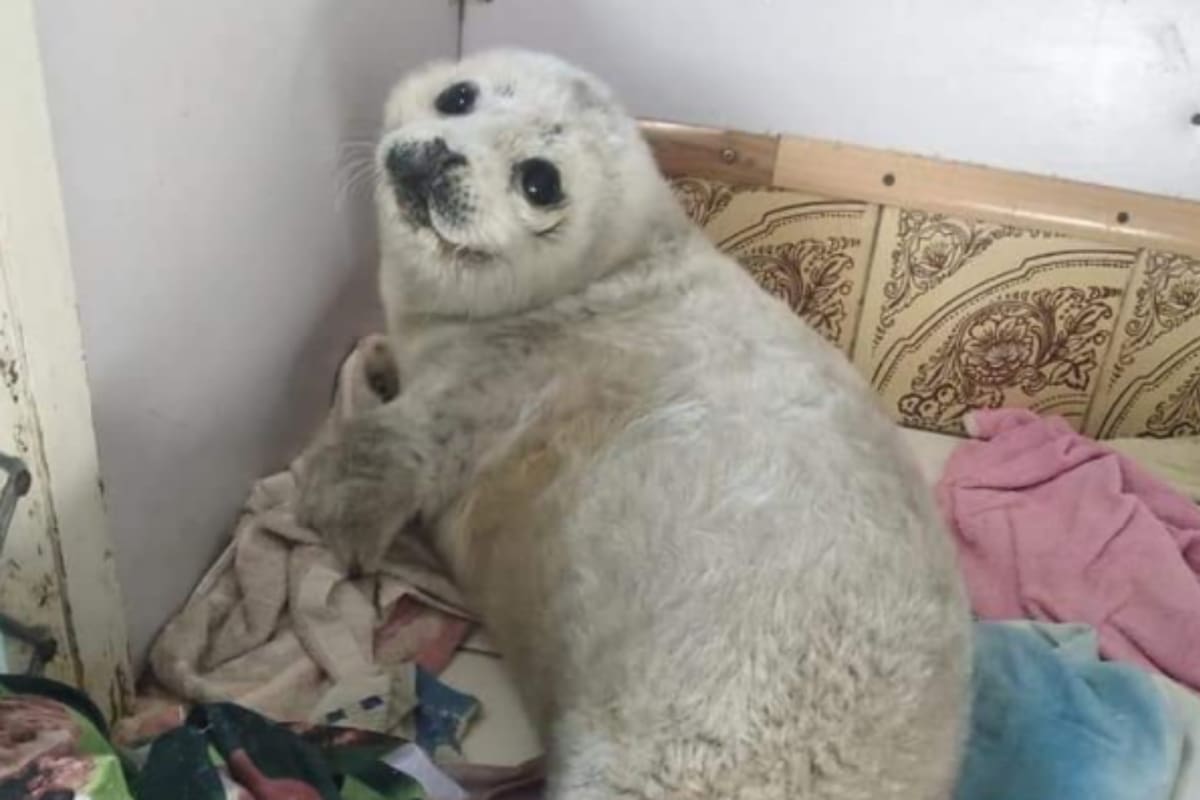 La foca bebé había sido arrastrada a la cosa por una tormenta y, en la playa, fue encontrada por un grupo de personas que la acarició durante horas